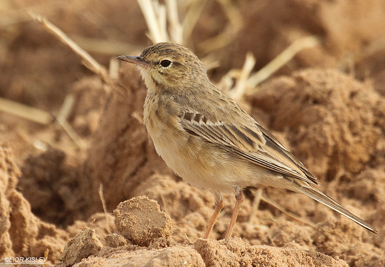 Tawny Pipit  Anthus campestris Yotvata,Arava valley  ,Israel,03-04-2012 Lior Kislev